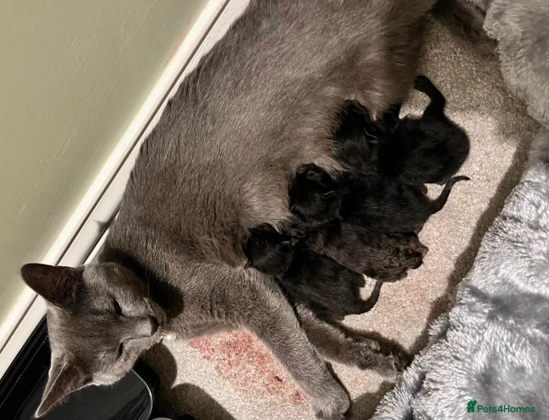 Mixed Breed cats for sale: Cuddle Puddle - Image 9