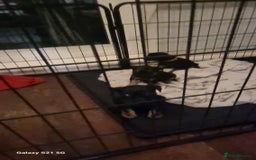 Mixed Breed dogs for sale: 4 french bulldog x boarder terror girls  - Image 11