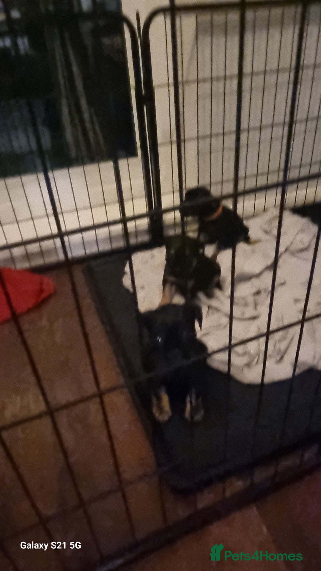 Mixed Breed dogs for sale: 4 french bulldog x boarder terror girls  - Image 11