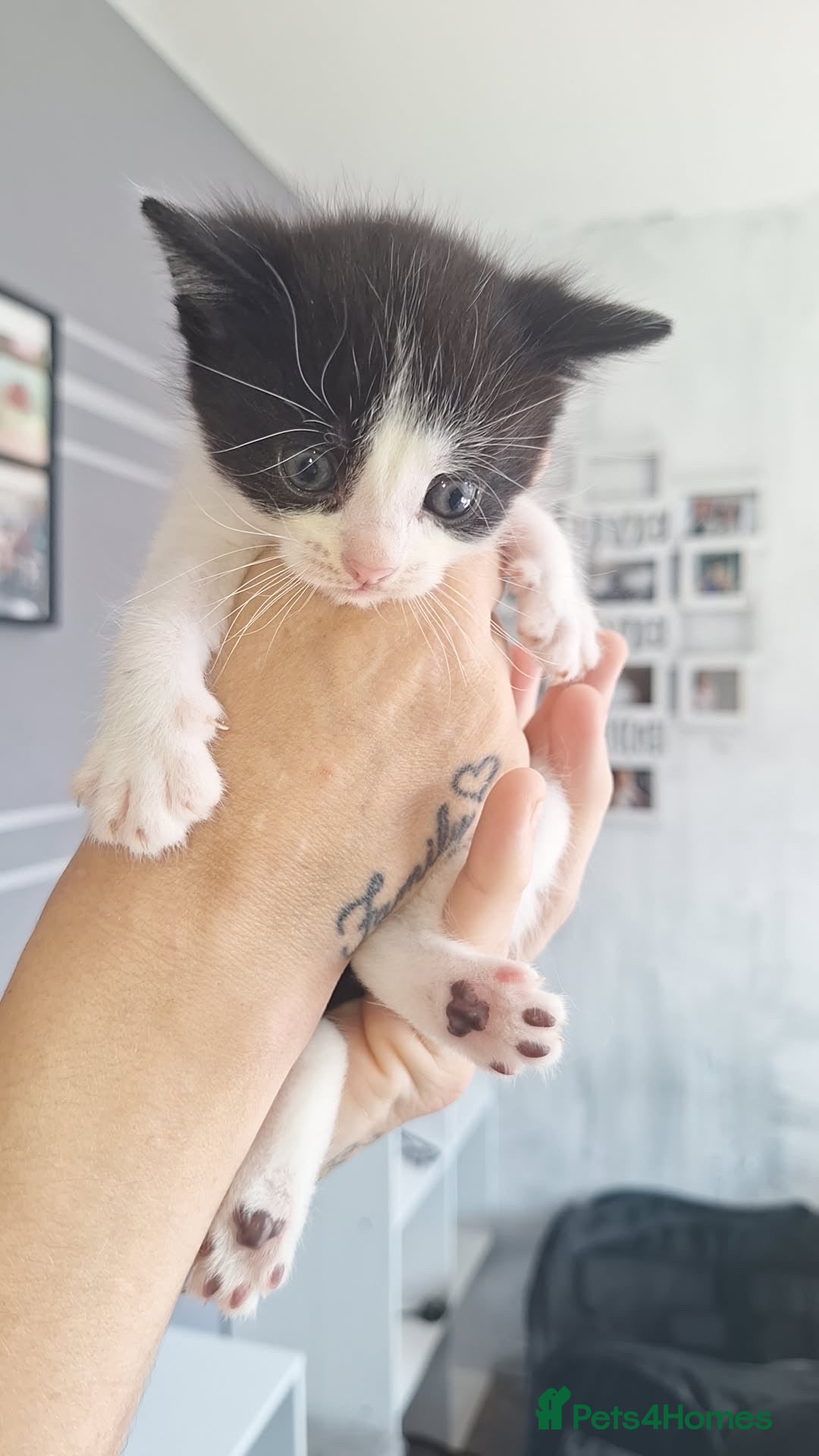 Domestic Shorthair cats for sale: Gorgeous kittens  - Image 7
