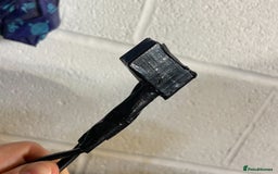 Python Snake reptiles for sale: Albino Carpet Python Female with Vivarihm - Image 7