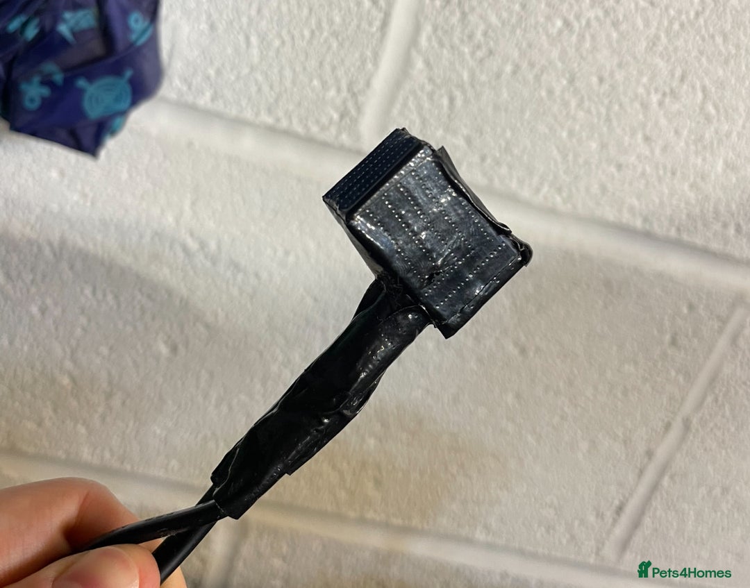 Python Snake reptiles for sale: Albino Carpet Python Female with Vivarihm - Image 7