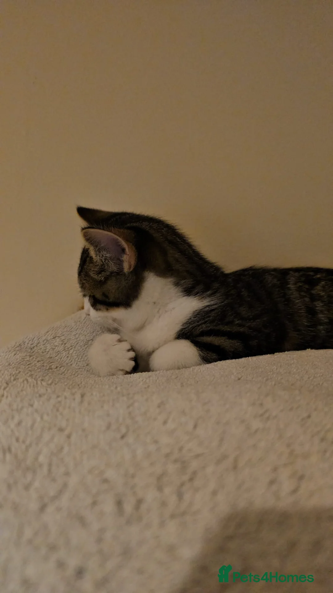 Mixed Breed cats for adoption: A pair of bonded rescue kittens need home to share - Advert 6