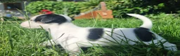 Jack Russell dogs for sale: Jack russel puppies one boy left - Advert 24