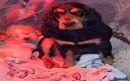 Cocker Spaniel dogs for sale: Show cocker spaniel pups  - Image 34