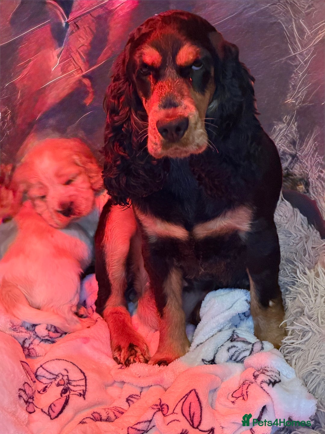 Cocker Spaniel dogs for sale: Show cocker spaniel pups  - Image 34