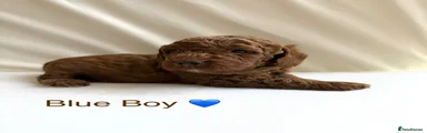 5 Blue Chocolate Boy Cockapoo
