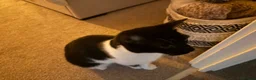 British Shorthair cats for sale: Black and white short haired cat in Bracknell - Advert 3