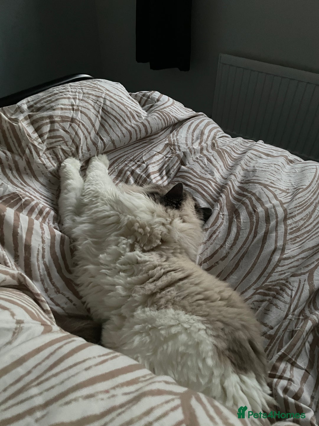 Ragdoll cats for sale: Brother Sister Ragdolls for Rehoming  - Image 19