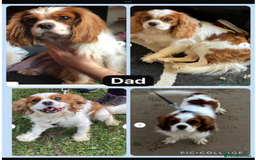 Cavapoo dogs for sale: Cavapoo waiting list  - Image 2
