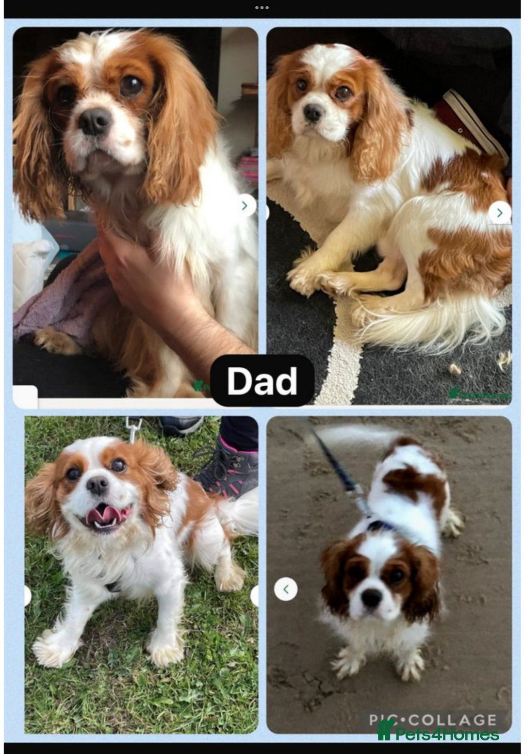 Cavapoo dogs for sale: Cavapoo waiting list  - Image 2