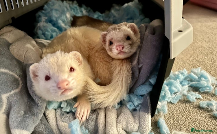 Ferret rodents Two lovely ferret brothers  - Advert 3