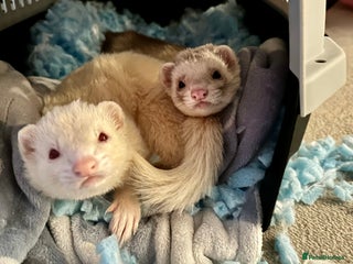 Ferret rodents Two lovely ferret brothers - Advert 7