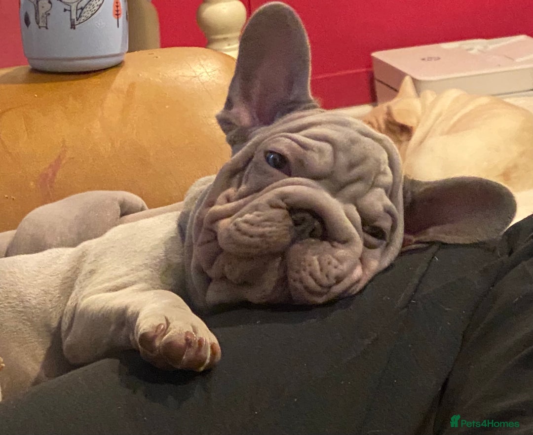 French Bulldog dogs for sale: Male French bulldog puppy  - Advert 5