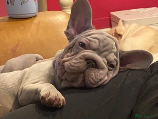 French Bulldog dogs Last 2- French bulldogs - Advert 1