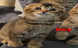 Scottish Fold cats for sale: Beautiful Scottish fold/straight ears kittens 😸  - Image 9