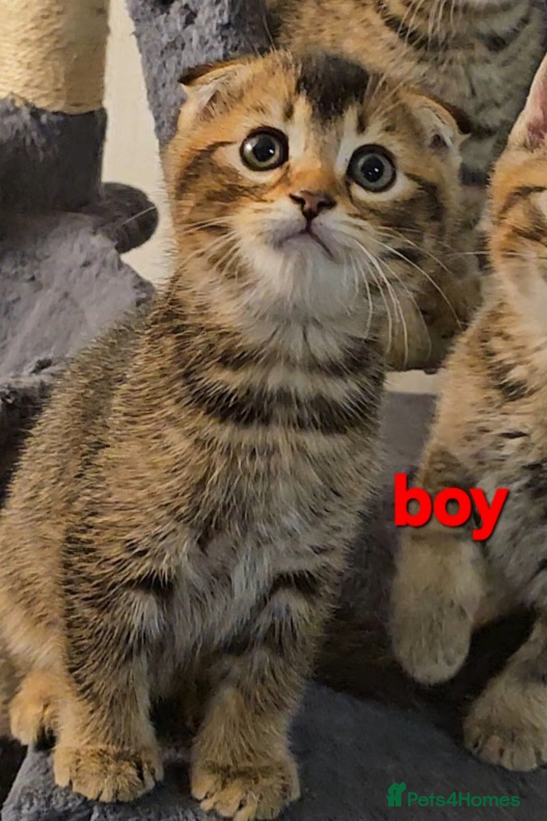 Scottish Fold cats for sale: Beautiful Scottish fold/straight ears kittens 😸  - Image 9