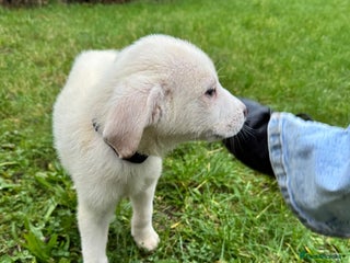 Mixed Breed dogs Handsome mixed breed boys - Advert 1