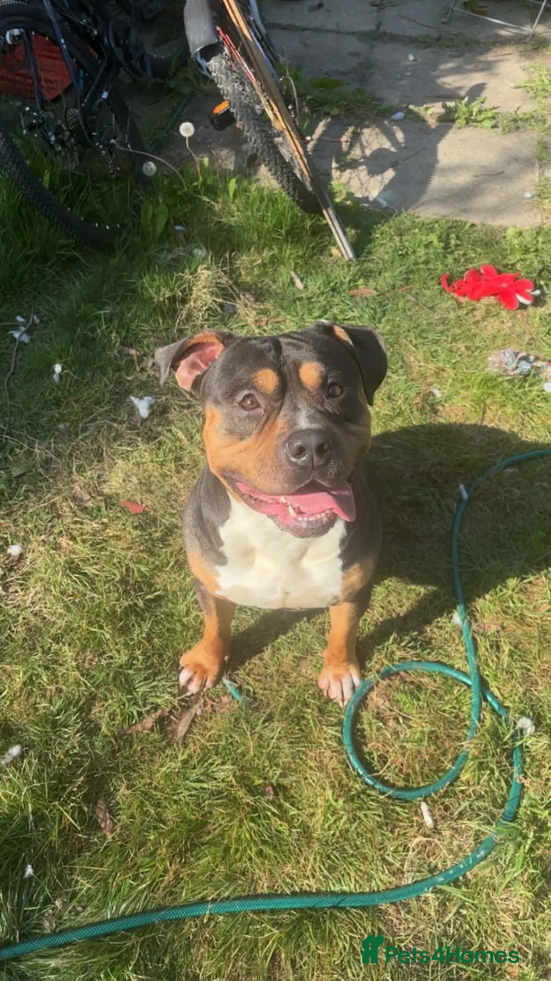 American Bully dogs for sale: Creed (American Bully) in Rowland's Castle - Advert 3