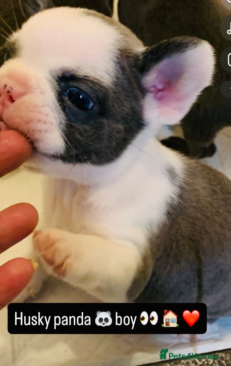 French Bulldog dogs Fluffy French bulldog newshade Isabella  - Advert 1