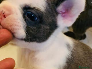 French Bulldog dogs Fluffy French bulldog newshade Isabella - Advert 11