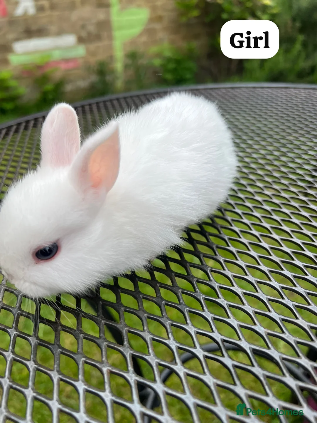 Netherland Dwarf rabbits for sale: New netherland dwarf babies - Advert 6
