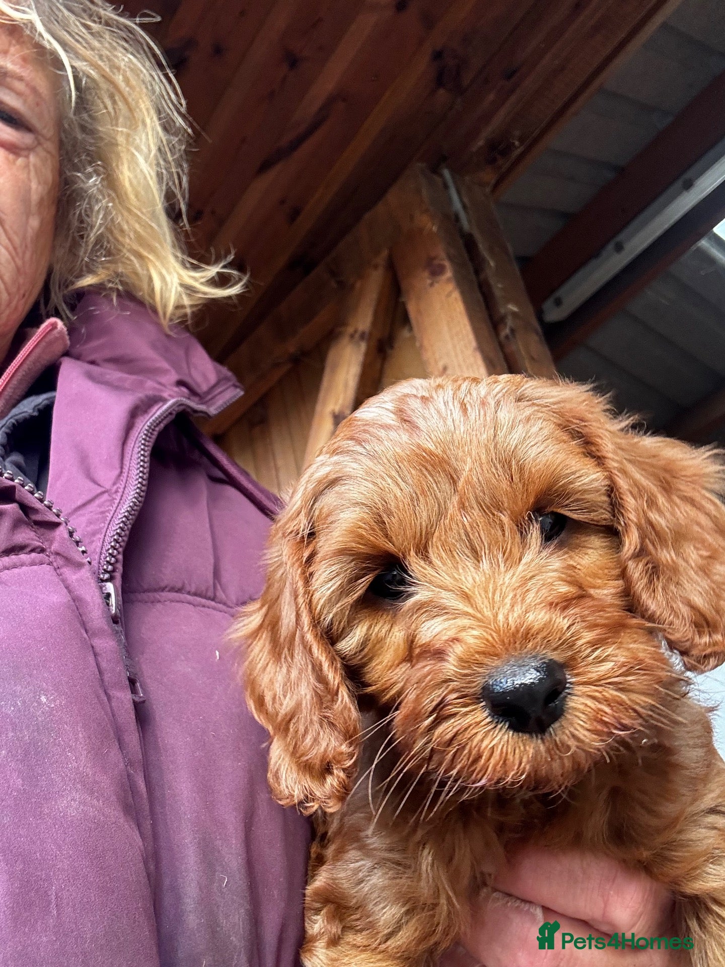 Cavapoo dogs Beautiful Cavapoos available  - Advert 2