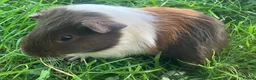 Guinea Pig rodents for sale: Two gorgeous guinea pigs for sale - Advert 1
