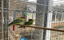 Lovebirds birds for sale: Fischer black masked lovebirds - Image 2