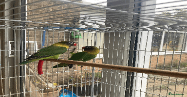 Lovebirds birds - Advert 13