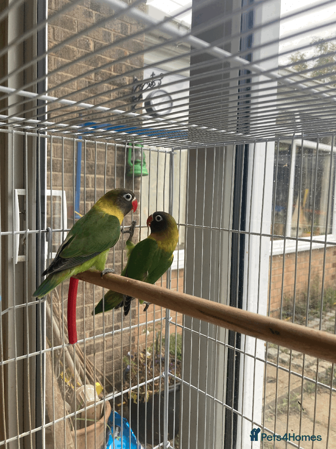 Lovebirds birds for sale: Fischer black masked lovebirds - Image 2