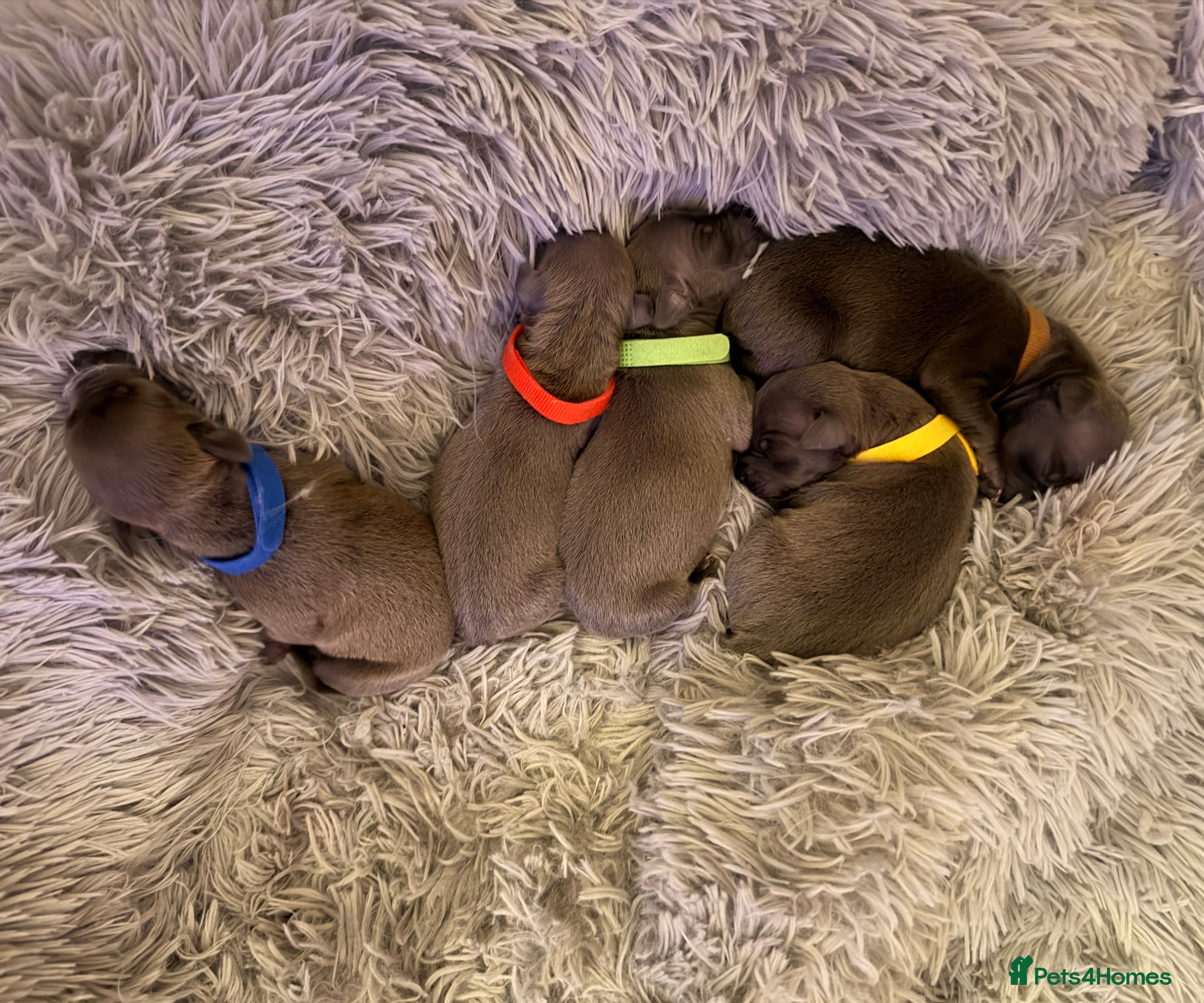 Italian Greyhound dogs Italian greyhound puppies - Advert 17