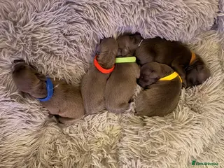 Italian Greyhound dogs Italian greyhound puppies - Advert 17