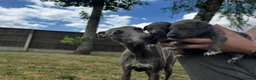 Whippet dogs for sale: KC Registered Blue Whippet Puppies in Doncaster - Advert 1