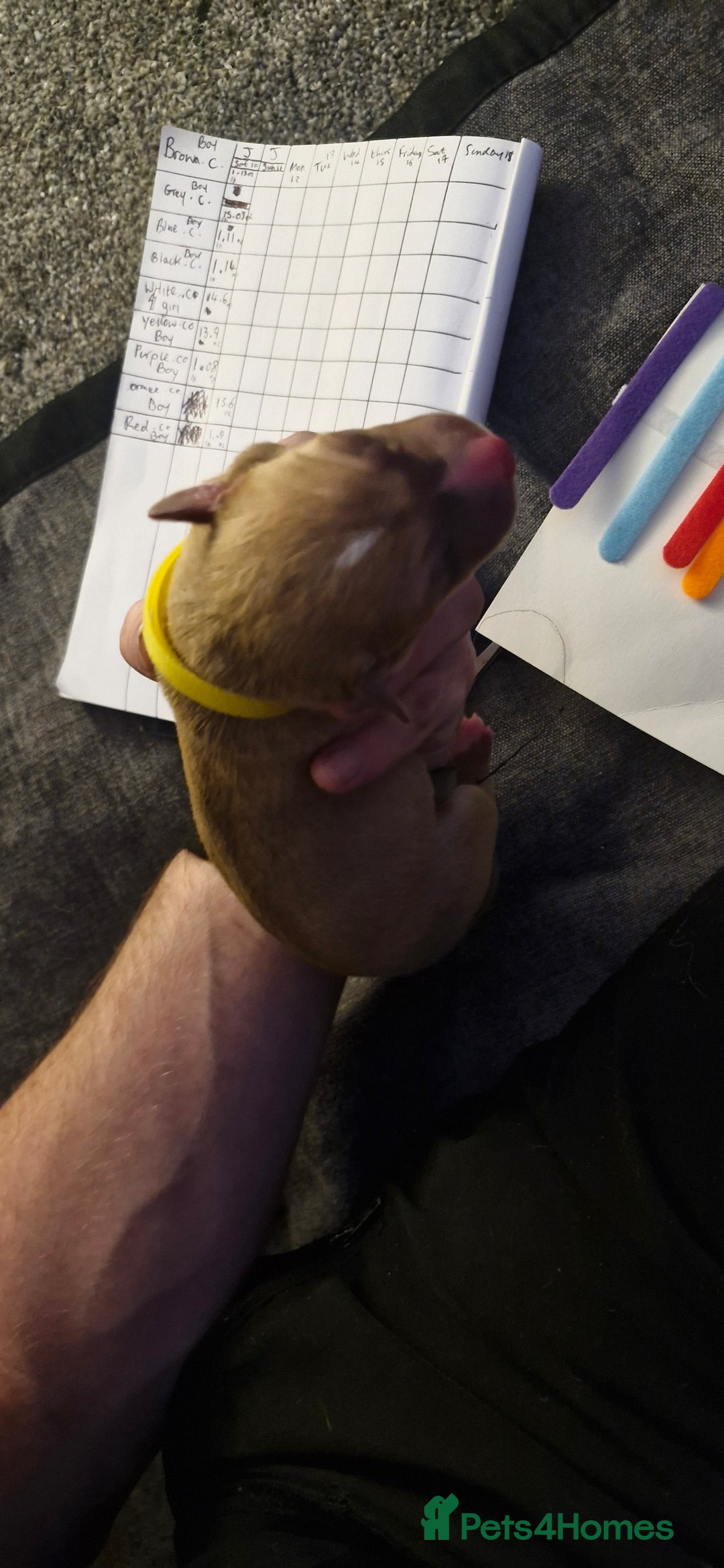 Mixed Breed dogs for sale: Bull grehound x collie (bull lurchers) - Advert 5