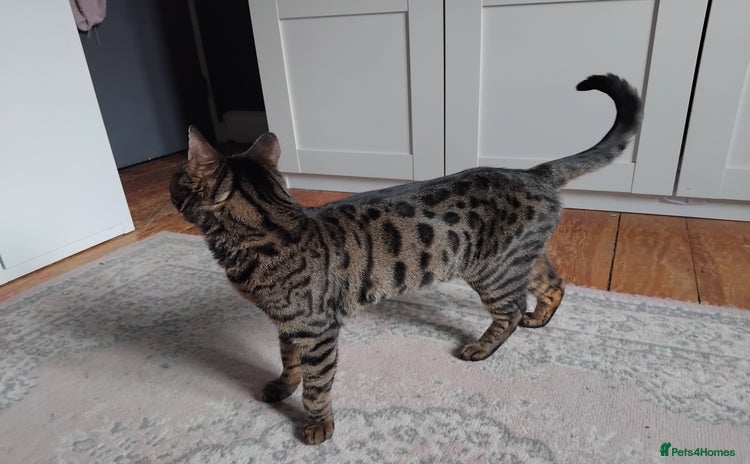 Bengal cats for sale - Advert 1