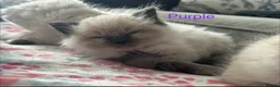 Ragdoll cats for sale: Ragdoll Kittens, Ready Now - Advert 14