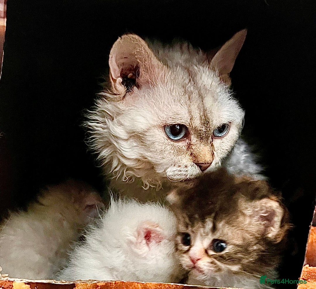 Selkirk Rex cats for sale: Stunning Selkirk rex kittens - Advert 31