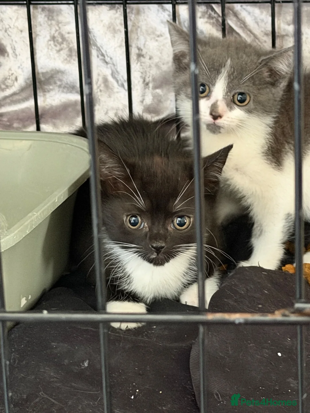 Mixed Breed cats for sale: Kittens for sale  - Advert 25