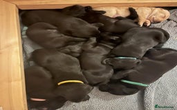 Springador dogs for sale: Gorgeous Springador Puppies Looking For New Homes  - Image 8
