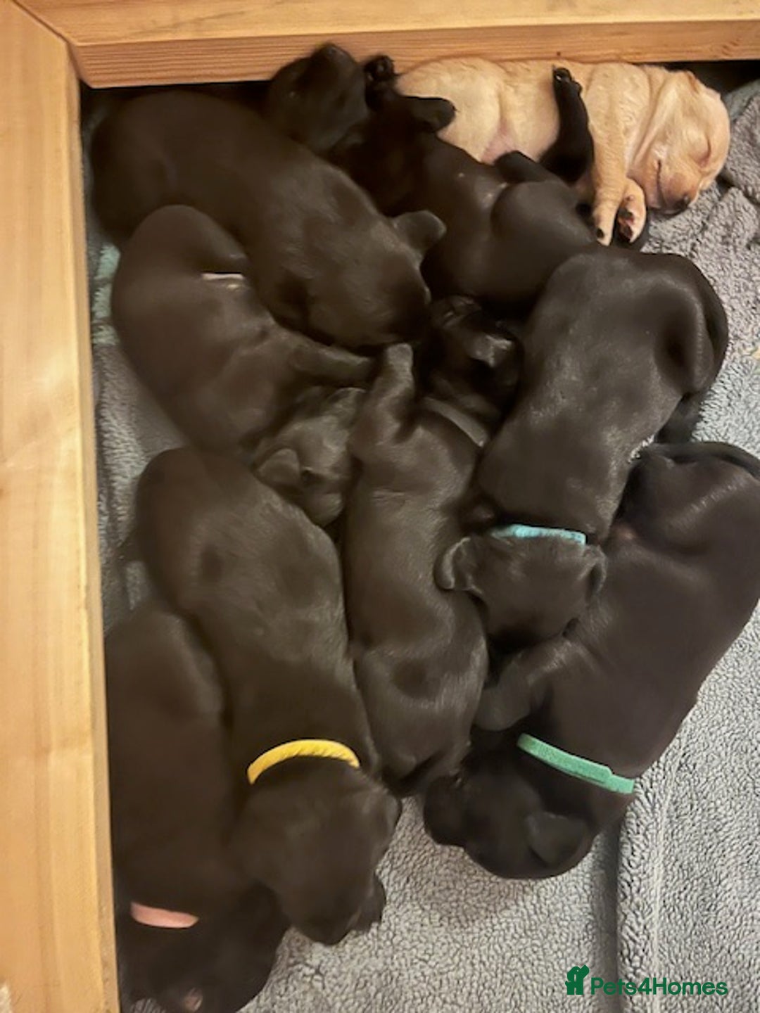 Springador dogs for sale: Gorgeous Springador Puppies Looking For New Homes  - Image 8