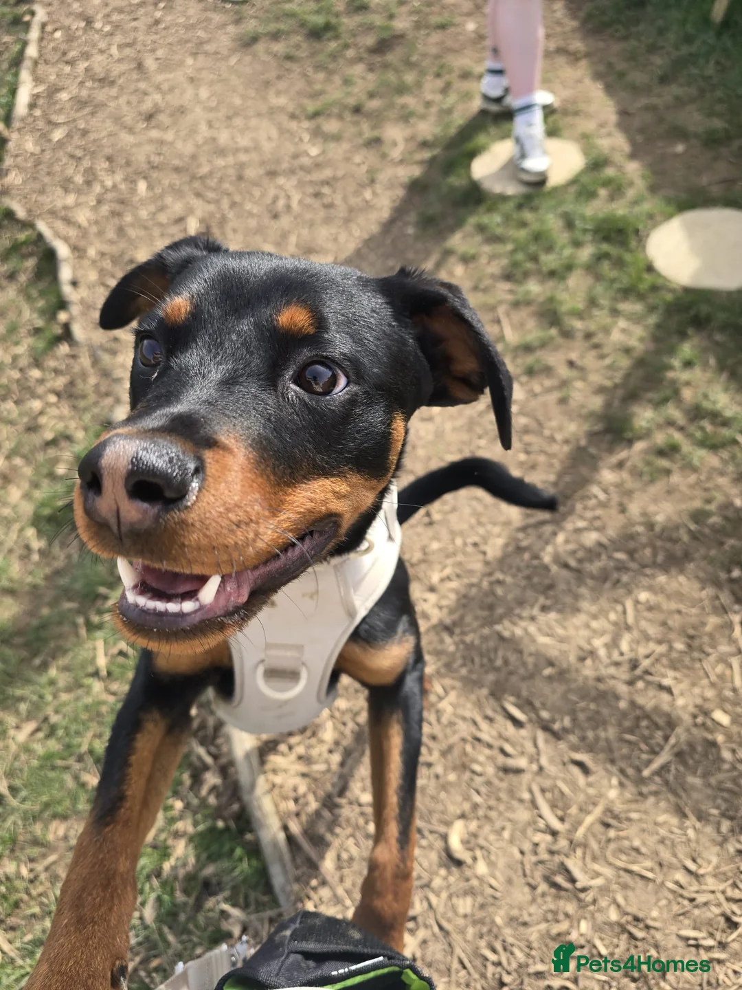 Rottweiler dogs for sale: Juno in need of a home - Advert 1