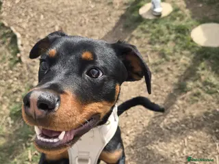 Rottweiler dogs Juno in need of a home - Advert 11