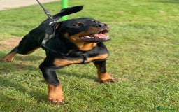 Rottweiler dogs for stud: Cruz available for Stud - Image 3