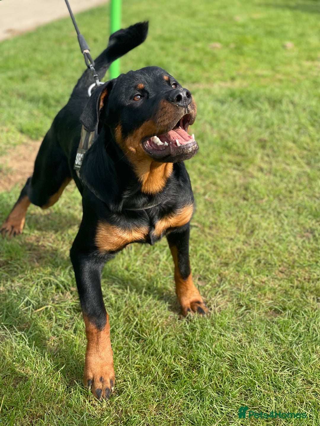 Rottweiler dogs for stud: Cruz available for Stud - Image 3