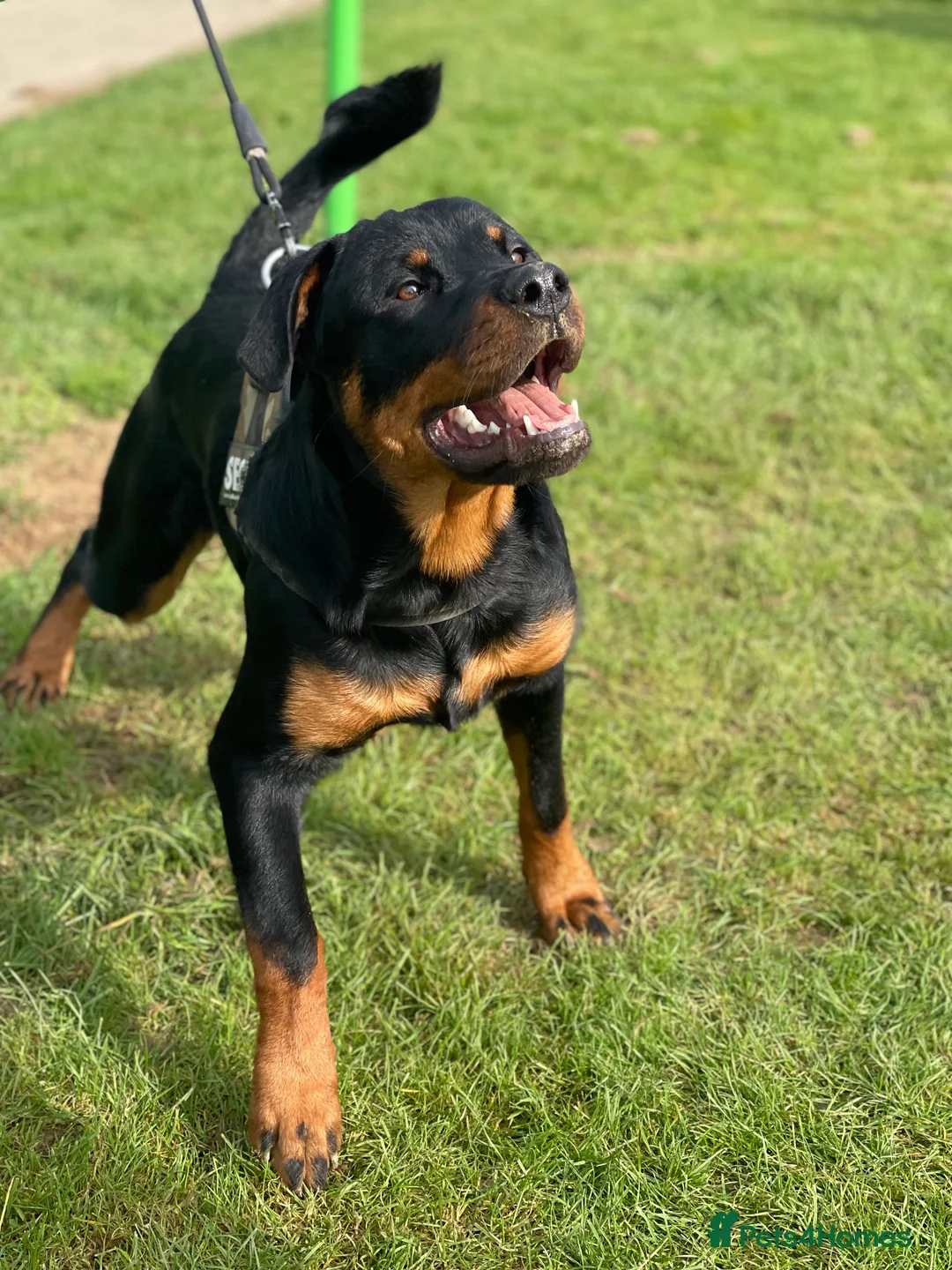 Rottweiler dogs for stud: Cruz available for Stud - Advert 3