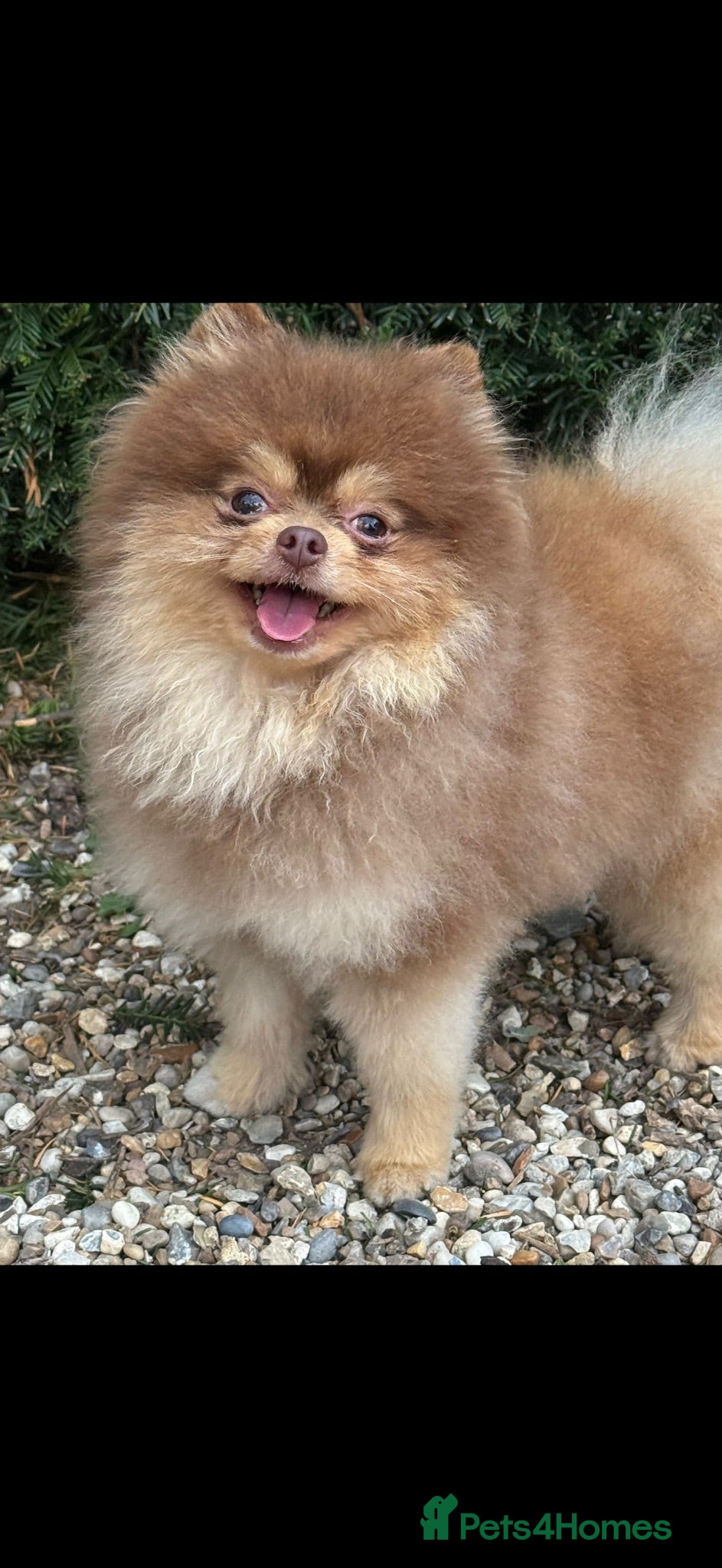 Pomeranian dogs Beautiful Pomeranian Puppies ready now!! - Advert 2