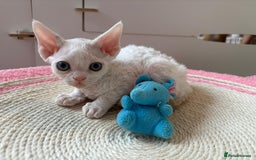 Devon Rex cats for sale: 🐾 Beautiful Devon Rex Kittens💕 - Image 21