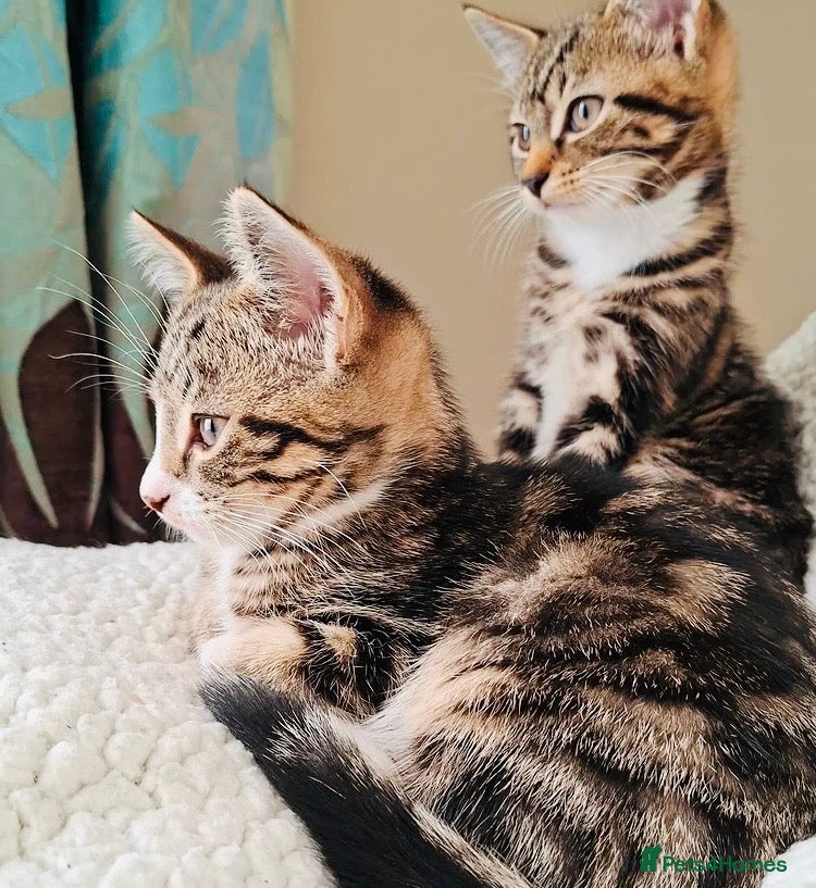 Mixed Breed cats Stunning Ragdoll x Bengal kittens ready now  - Advert 1