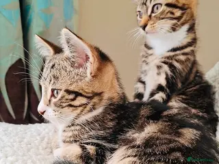 Mixed Breed cats Stunning Ragdoll x Bengal kittens ready now - Advert 1